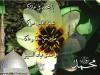 Mawlid-8 Mawlid-8