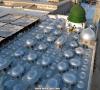 Madina-61